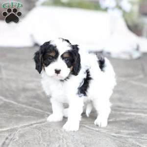 River, Cavapoo Puppy